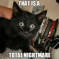 Image result for Scared Cat Mem