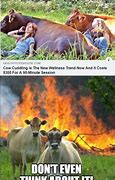 Image result for Angry Cow Meme