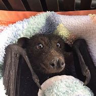 Image result for Bats Being Cute