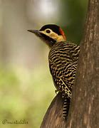 Image result for Hypopicus Picidae