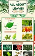 Image result for 5 Types of Leaves