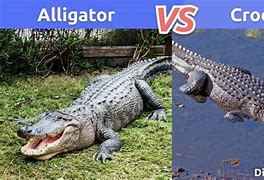 Image result for Saltwater Crocodile vs Alligator