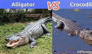Image result for What's the Difference Between an Alligator and a Crocodile