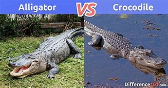 Image result for Difference Between Crocodile and Alligator Size