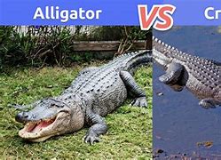 Image result for Croc vs Alligator Differences