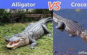 Image result for Alligator or Crocodile Difference