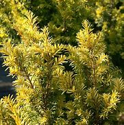Taxus baccata Kupfergold 的图像结果