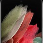 Image result for Samsung Galaxy S21 Ultra 5G Camera