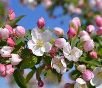 Image result for Crab Apple Tree with Dark Pink Blossom