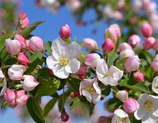 Image result for flowering crabapple apples trees blossom