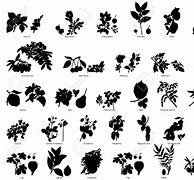 Image result for Dried Fruit Clip Art