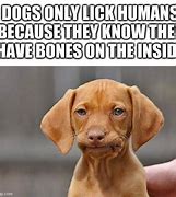 Image result for Dog Bone Meme