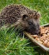 Image result for Hedgehog Food Tree