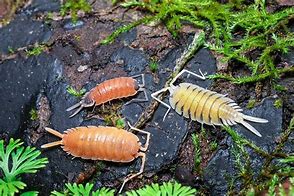 Image result for isopods terrariums plant