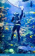 Image result for Fish Tank Deep Sea Diver