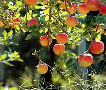 Image result for Beautiful Fruit Trees