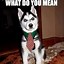 Image result for Siberian Husky Meme