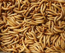 Image result for Reptile Food Bugs