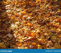 Image result for Leaves Covering Ground