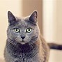 Image result for Most Expensive Cat Breed