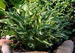 Image result for Hosta Little Caesar