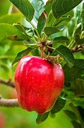 Image result for Red Delicious Apple Tree Leaves