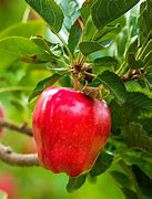 Image result for Red 4 Apple in the Tree