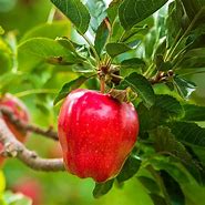 Image result for Red Delicious Apple Tree