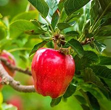 Image result for Double Delicious Apple Tree
