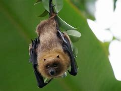 Image result for Nocturnal Animals National Geographic