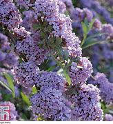 Image result for Buddleja alternifolia Unique