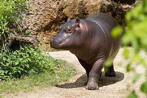 Image result for Pygmy Hippopotamus