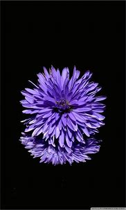 Image result for Flower Wallpaper 4K for iPhone