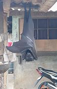 Image result for Human Male Bat