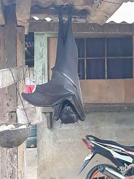 Image result for Giant Rubber Bat