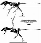 Image result for Scansoriopteryx