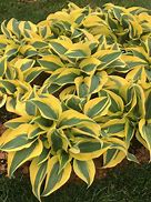 Image result for Hosta Autumn Frost