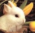 Image result for Small Animals