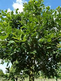 Image result for Quercus hispanica Wageningen