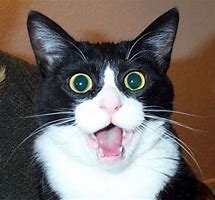 Image result for Funny Shocked Face Cat Meme