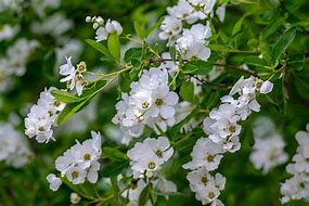 Exochorda racemosa Niagara-साठीचा प्रतिमा निकाल