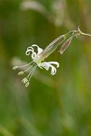 Bildergebnis für Silene nutans