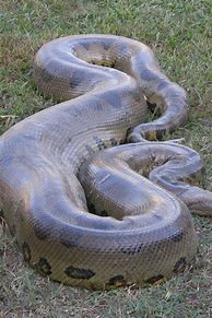 Image result for World's Largest Living Snake