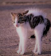 Image result for Case OH Cat Ears