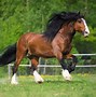 Image result for Most Common Horse Breeds