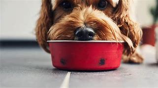 Image result for What Can My Dog Eat