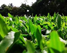 Image result for Scotts Lawn Fertilizer 4 Step Program