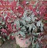 Image result for Photinia fraseri Pink Marble