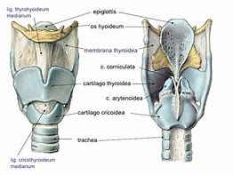 cartilago_thyroidea 的图像结果
