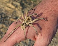 Image result for Baby Wolf Spider